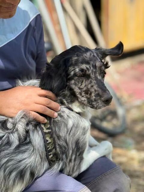 Chien VELUX à l adoption 250 26790 Tulette