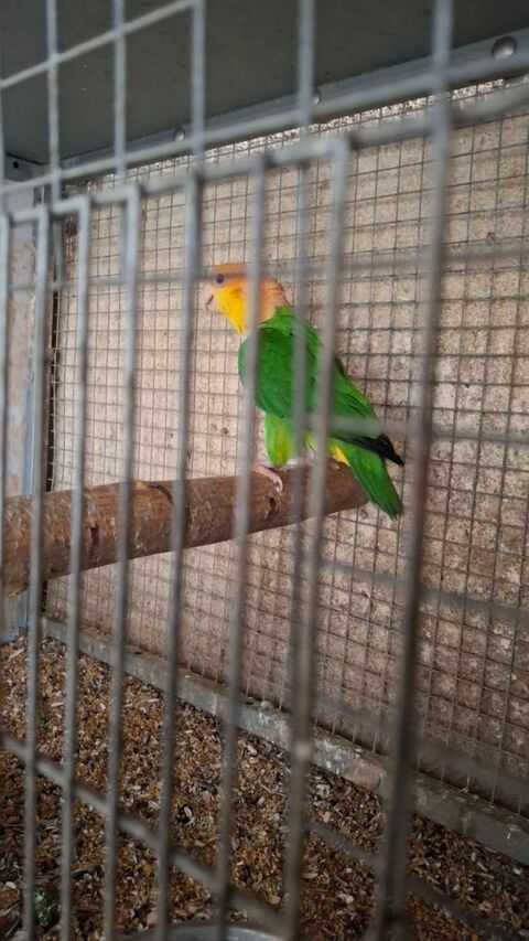 caiques cuisses verte 500 13129 Salin de giraud