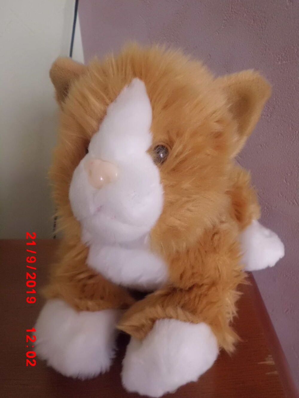 CHAT ROUX ET BLANC CP Jeux / jouets