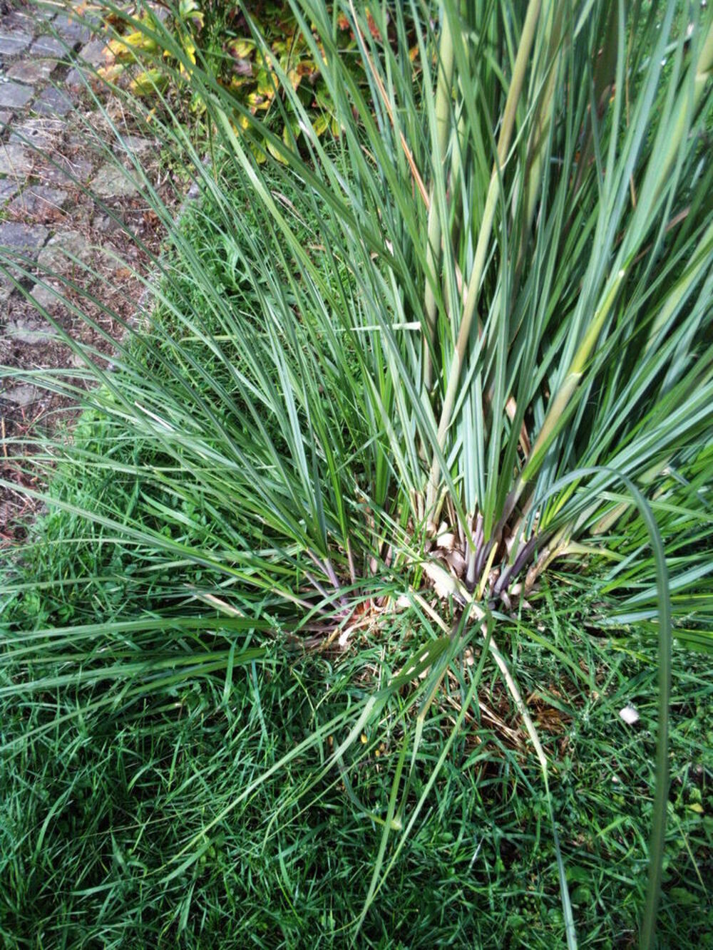 Herbes/gramin&eacute;es / plantes d'ornement Jardin