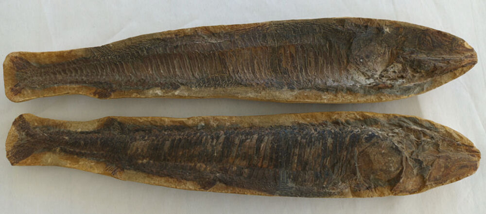 Poisson Fossile 