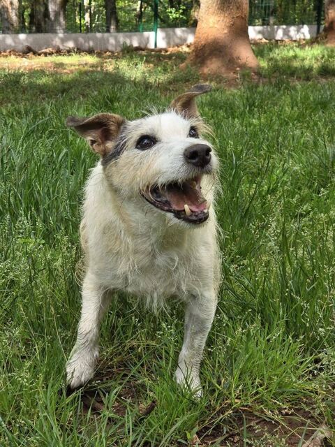 Pedro, jack Russel de 10 ans a donner contre bons soins 0 46200 Saint-sozy