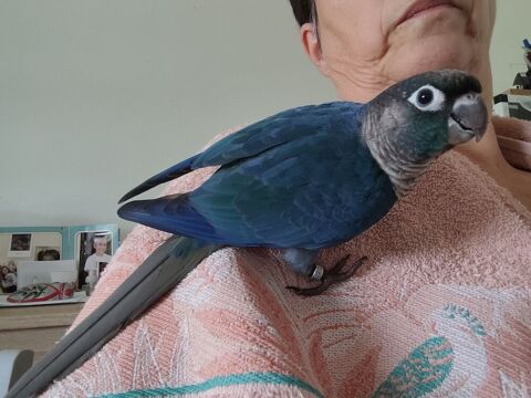 Jolie m&acirc;le conure molinae turquoise violet 250 47200 Marmande