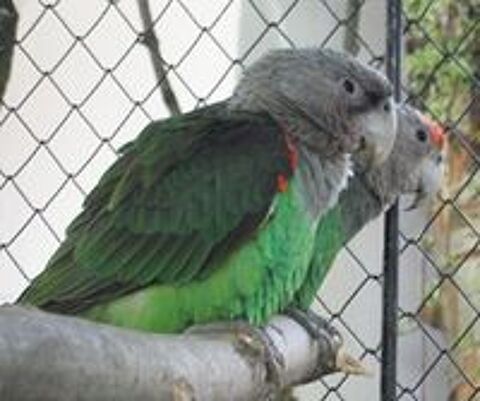   perroquet poicephalus fuscicolis 