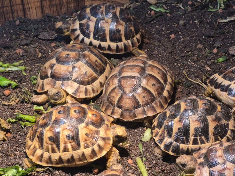   Tortue 