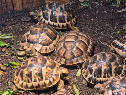 Tortue 80 26300 Bourg-de-p�age