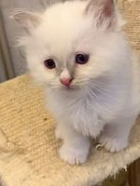   A rserver 1 chaton Sacr de Birmanie 