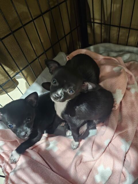 Des sublimes chiots chihuahuas petit gabarit 750 66380 Pia