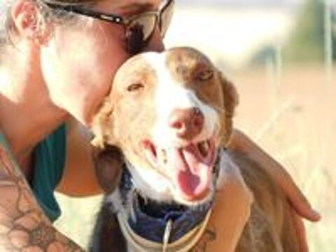   SIVER 6 ans, podenco adorable et affectueux 