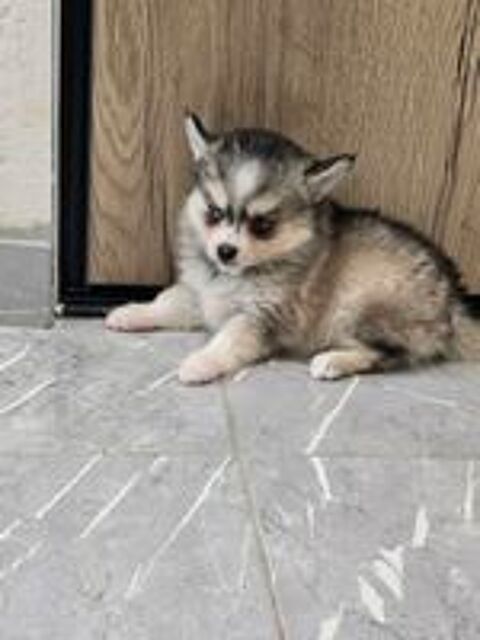   Pomsky f2 DISPONIBLE  