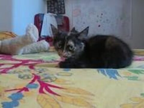   Chat SALLY à l adoption 