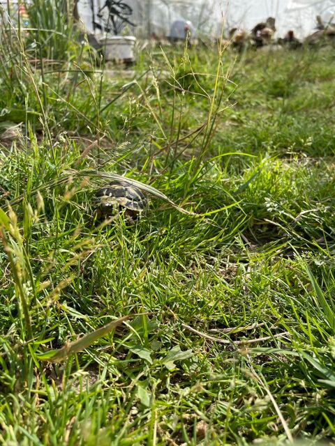 Jolie Tortue avec jolie couleur 0 88100 Saint-di�-des-vosges