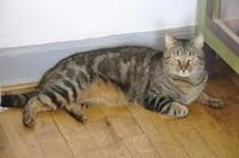   Chat RAMIRES  l adoption 