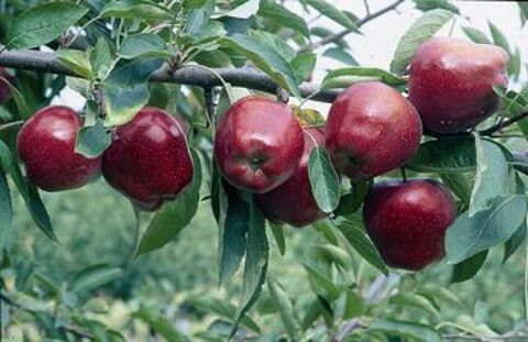 POMMIER STARKING ROUGE BIOLOGIQUE FORME PALMETTE 80 Givors (69)