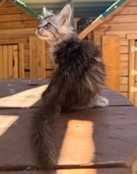   Chaton Maine Coon male LOOF 