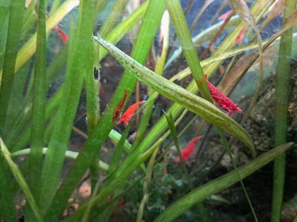   Crevette red cherry 