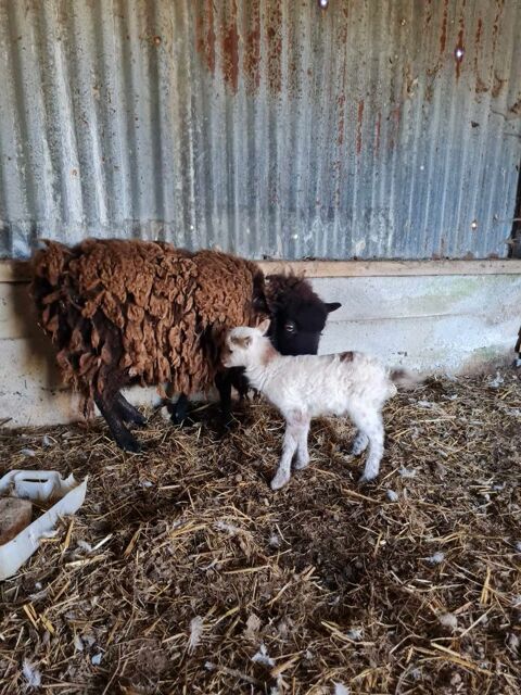 Mouton ouessant 50 50870 Sainte-pience