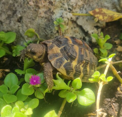 tortue de terre juvénile 90 13400 Aubagne