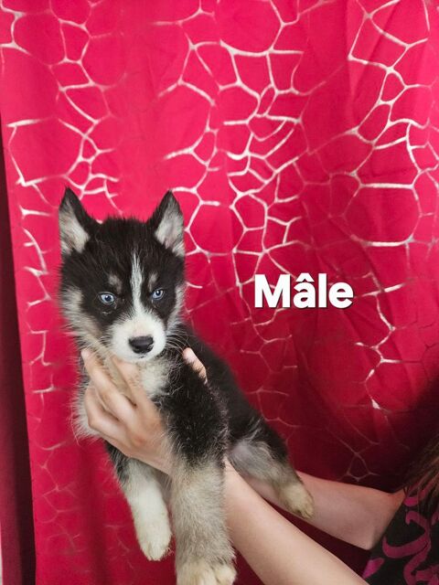 Husky de sib&eacute;rie non LOF 850 77940 Montmachoux