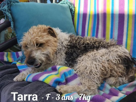 TARA  ACTUELLENT AU REFUGE EN ROUMANIE 0 75018 Paris