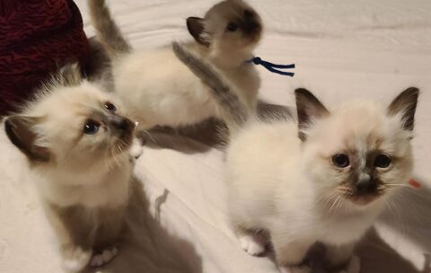 Adorables chatons Sacr&eacute;s de Birmanie seal point 1200 30580 Seynes