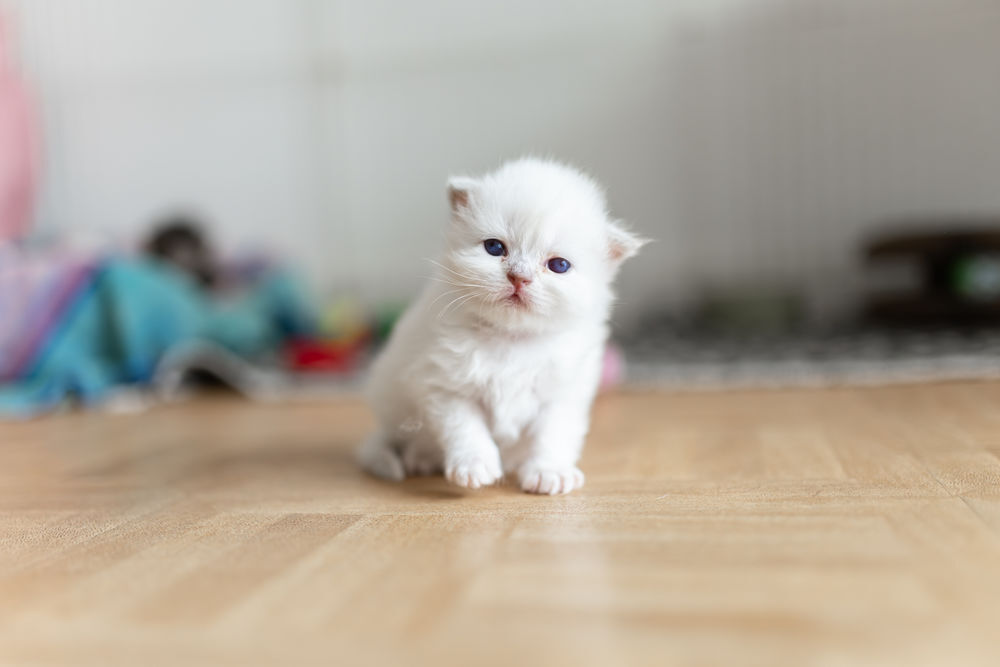  A réserver magnifique scottish fold  