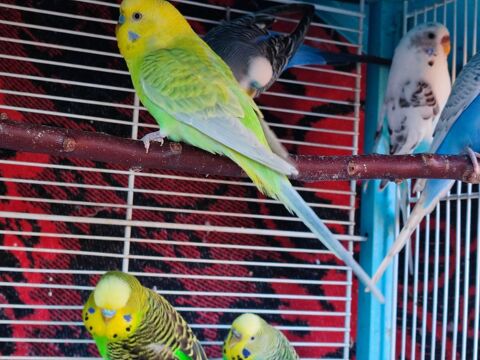 Perruches ondul&eacute;es 10 06640 Saint-jeannet