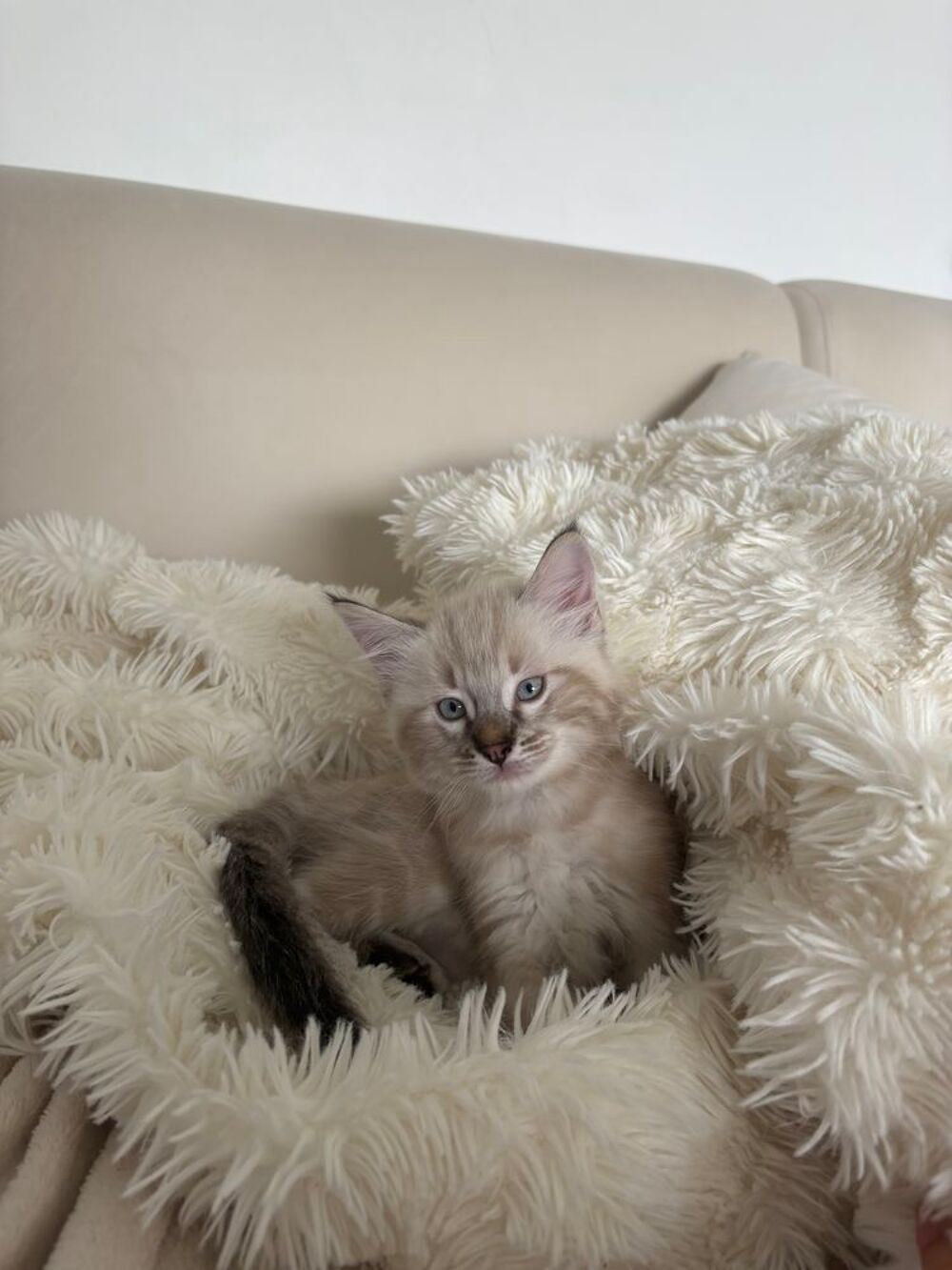   Chatons  