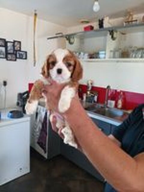   Chiots Cavaliers King Charles  
