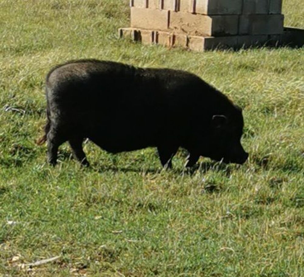   Cochon  nain 