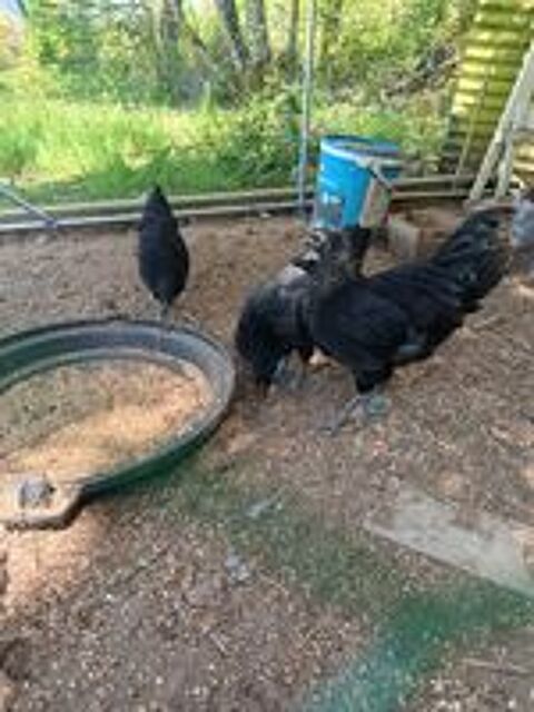   Coq cemami  