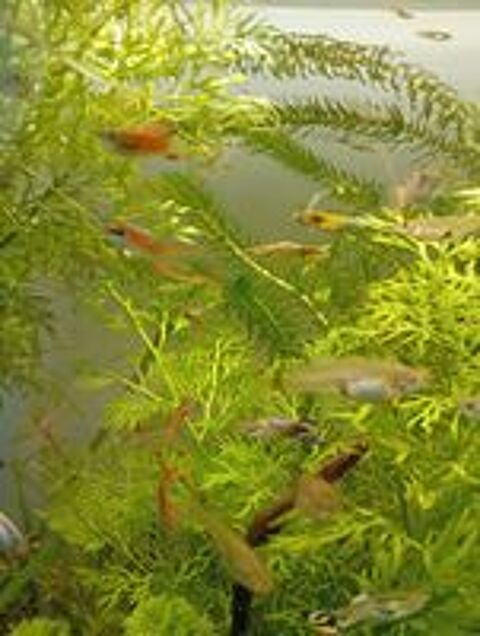    Jeunes Guppys varié  