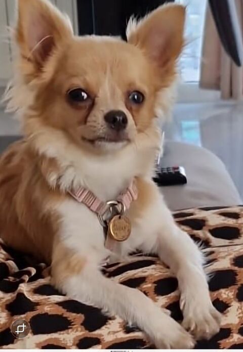 Chihuahua femelle 0 13270 Fos-sur-mer