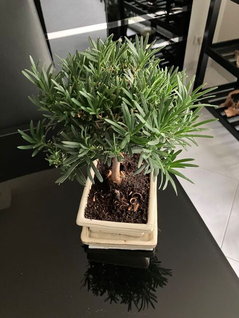 banzai 20 Pontault-Combault (77)