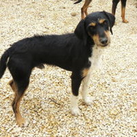  Oscar est à l'adoption! 