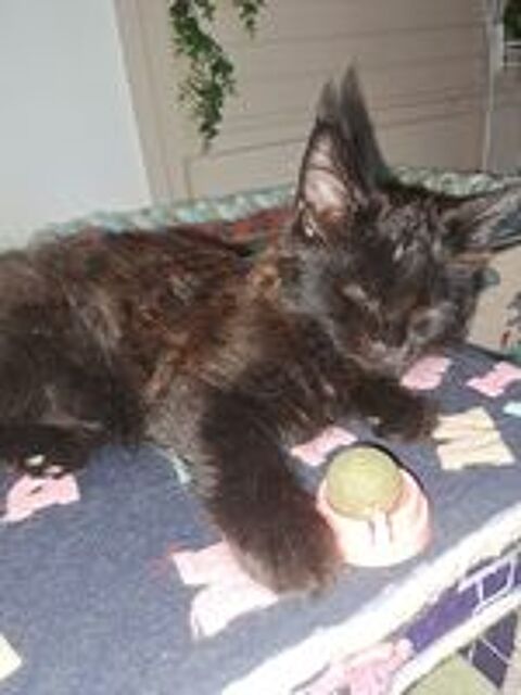   Magnifique BAYA maine coon looof 