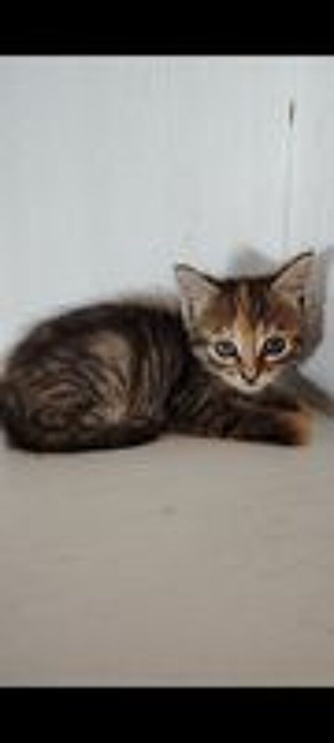    chaton Bengal européen 
