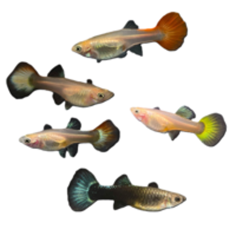   guppys adultes 