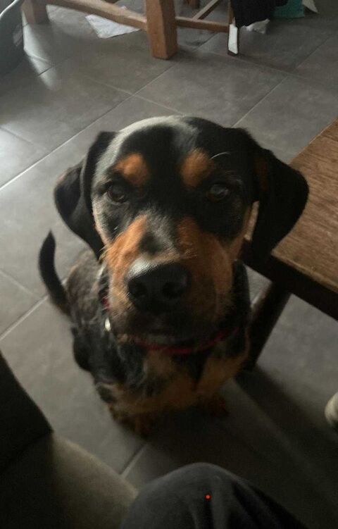 Recherche Dogsitter de confiance 0 38130 Échirolles