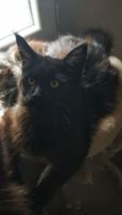   Maine coon 