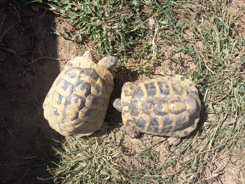   Tortue  