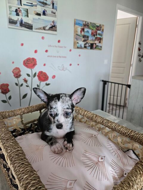 Adorable chiot femelle Chihuahua 900 86210 Vouneuil-sur-vienne