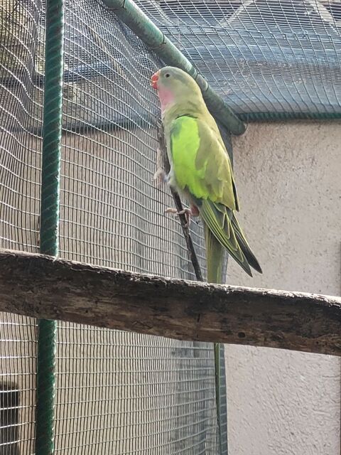 perruche princesse de galles 80 83440 Montauroux