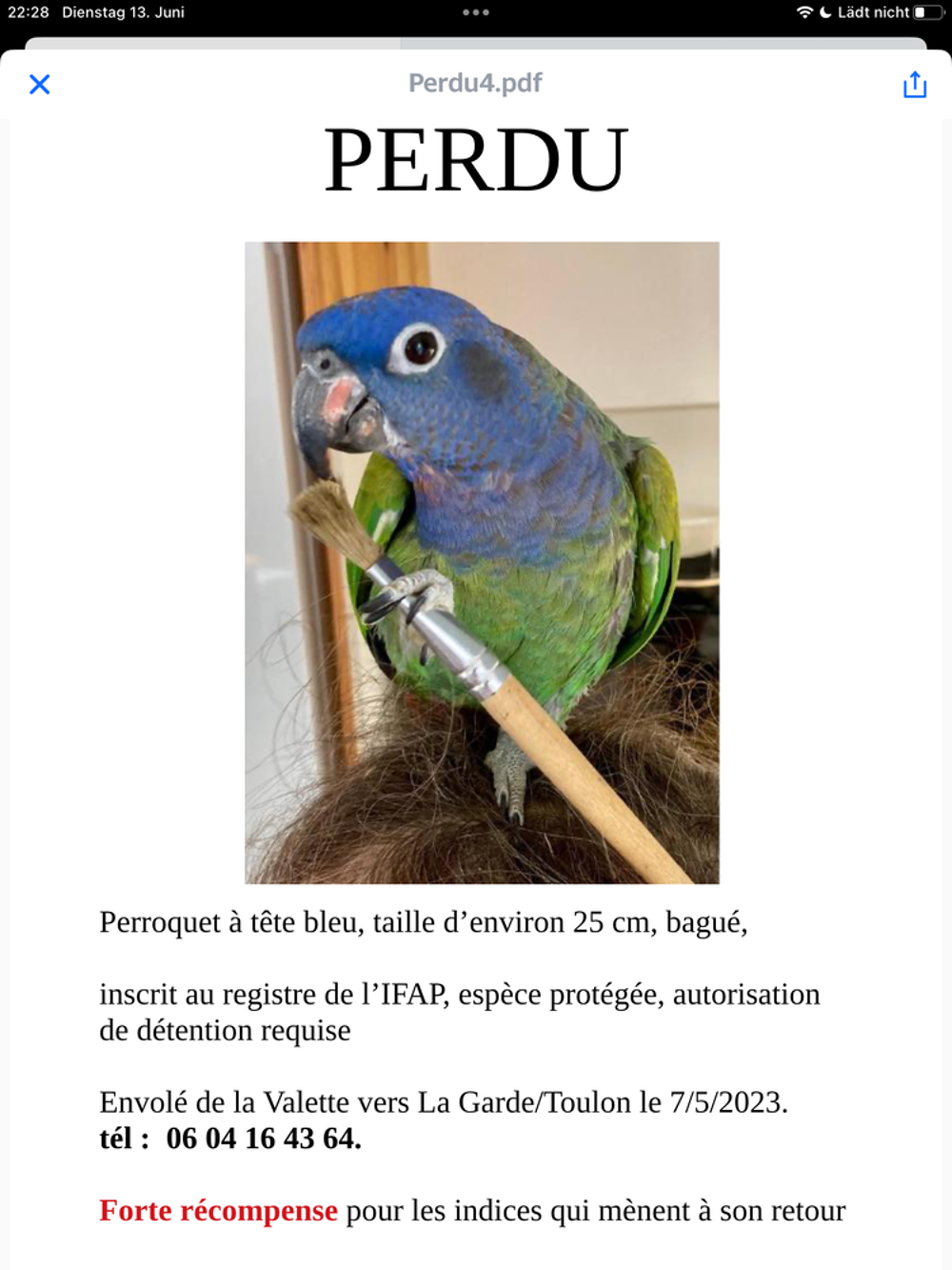   Perroquet à tête bleu 