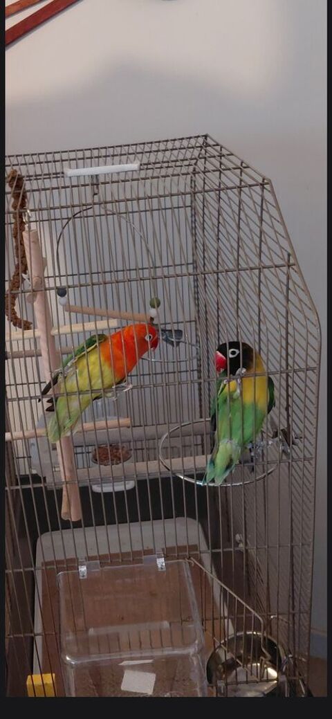 COUPLE INSEPARABLES ET CAGE 80 17300 Rochefort
