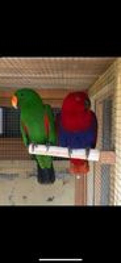   Eclectus 
