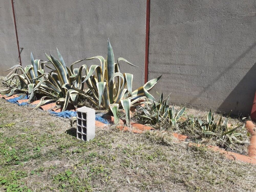 Agave Jardin
