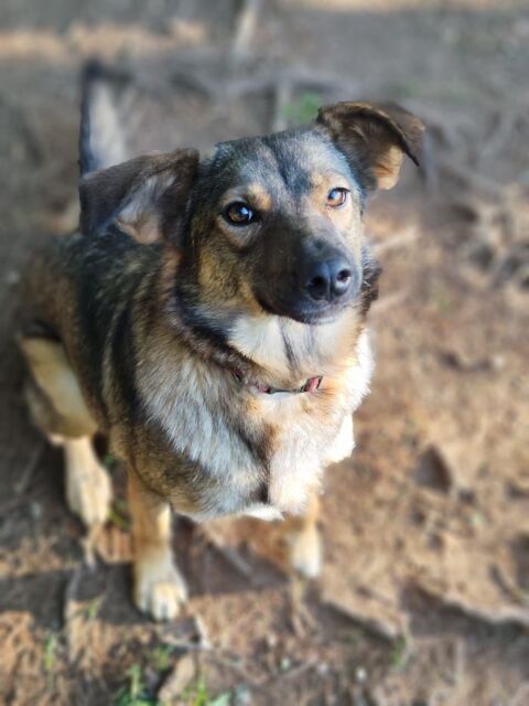 Gabi à l'adoption 220 01500 Ambrieu-en-bugey