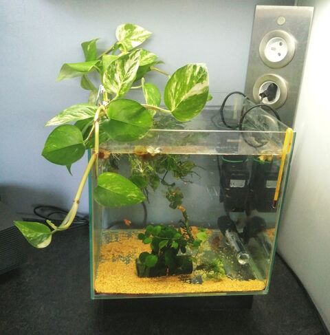 Plante Philodendron pour aquarium 3 92800 Puteaux