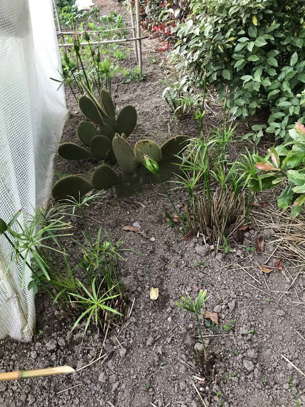plantes Jardin